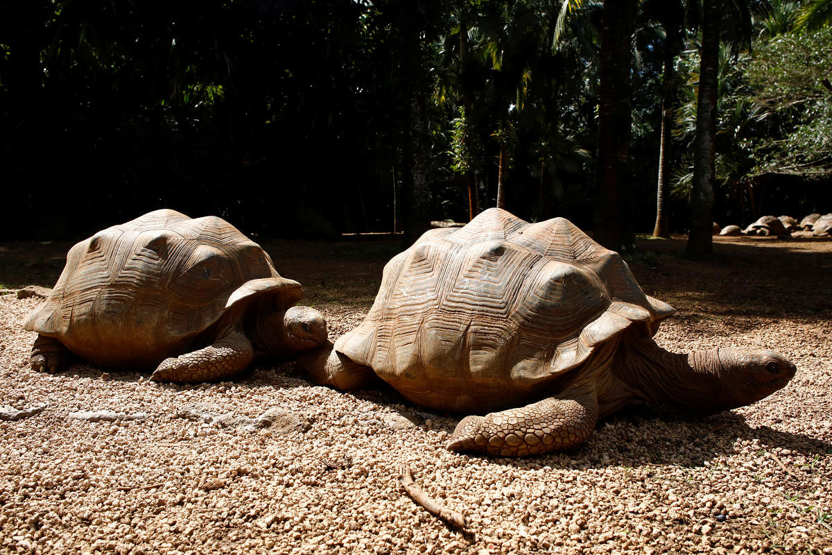 Aldabra giant tortoises are pictured at the La Vanille Nature Park. (Reuters Photo)