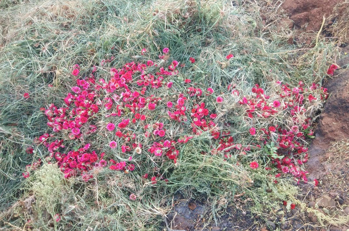 Bunches of roses are dumped at Joladal, near Chikkamagaluru