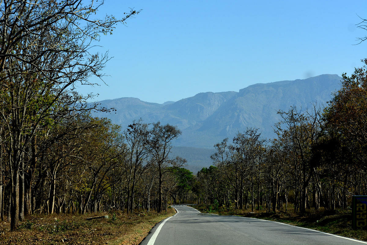 Bandipur road (DH Photo)