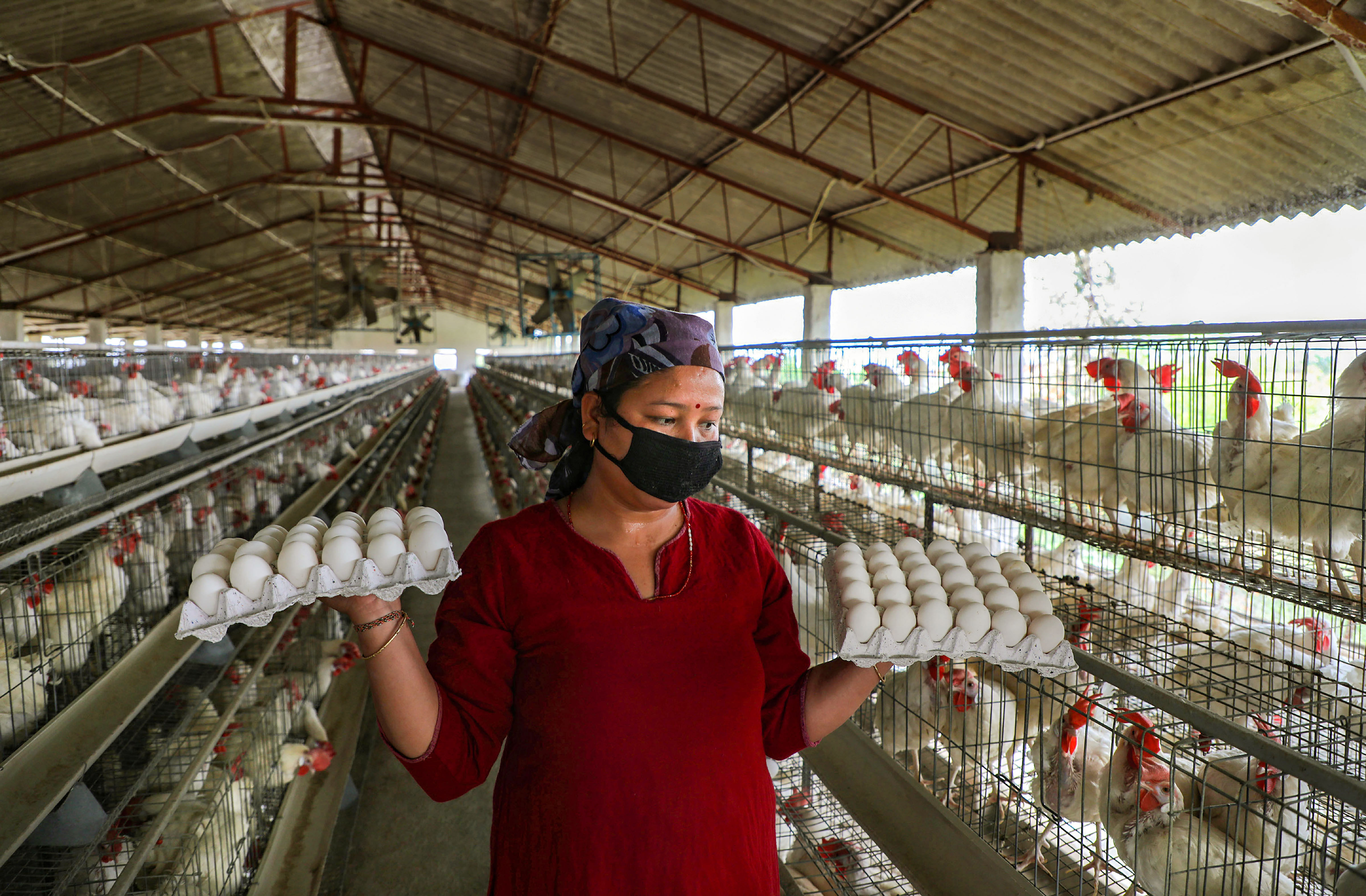 The Pramod Sawant-led government had banned the import of poultry from Karnataka after cases of bird flu were allegedly reported at some places there. (Credit: PTI Photo)