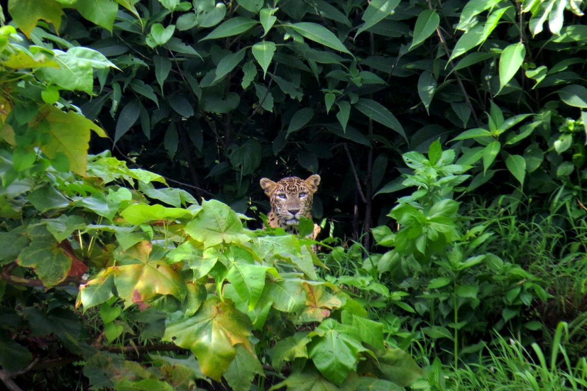 Leopard Chandani. Photos by Palash Kashyap; Rajesh Sanap and Kartik Chandramouli/Mongabay.