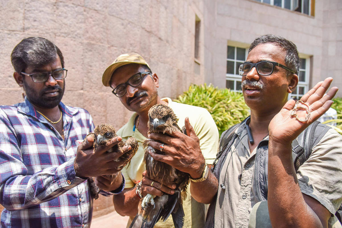 Rajesh and Mohan with a rescued kite, and Jayraj with a dead common Trikent snake in front of the BBMP office on Saturday. The men demanded remuneration and asked the BBMP DFO to give permission to rescue animals. DH Photo/S K Dinesh