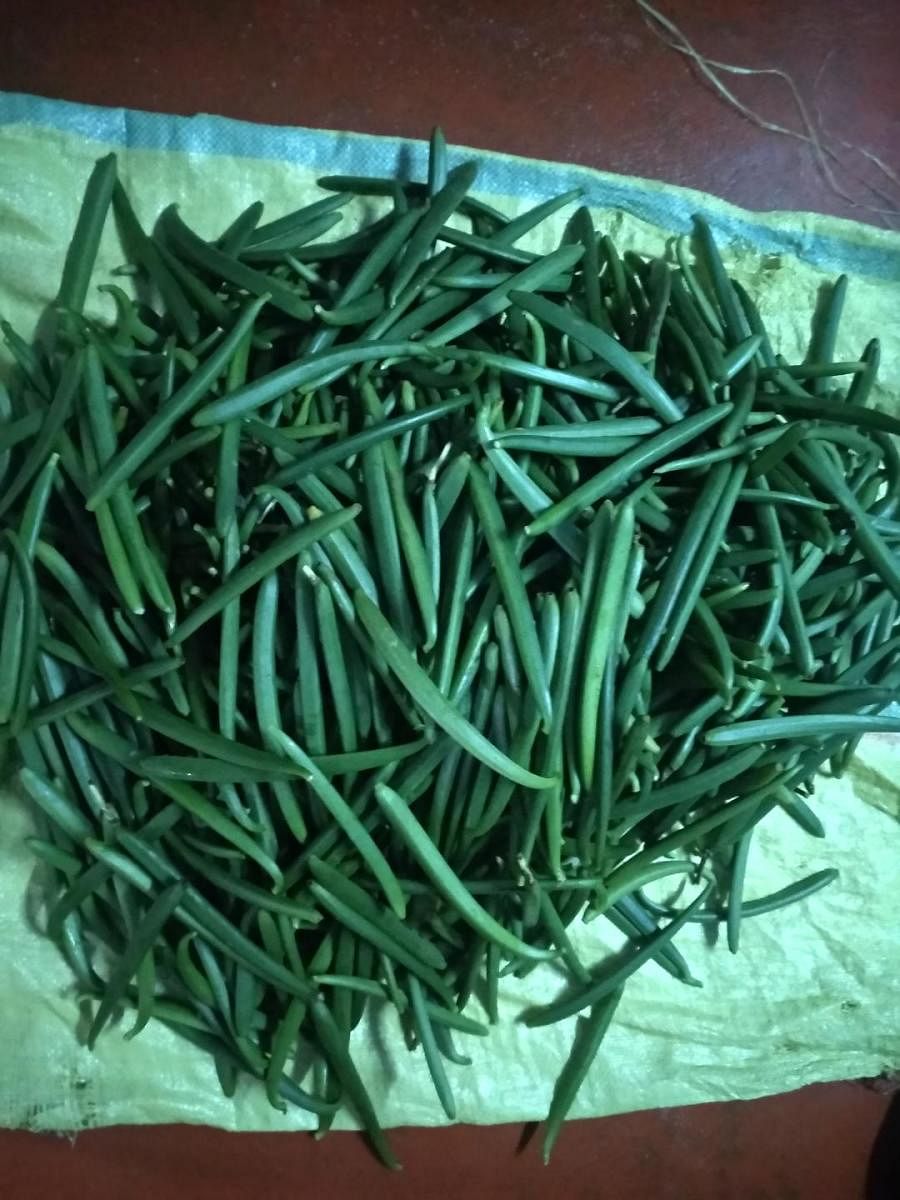 Green vanilla cultivated in and around Balehonnur.
