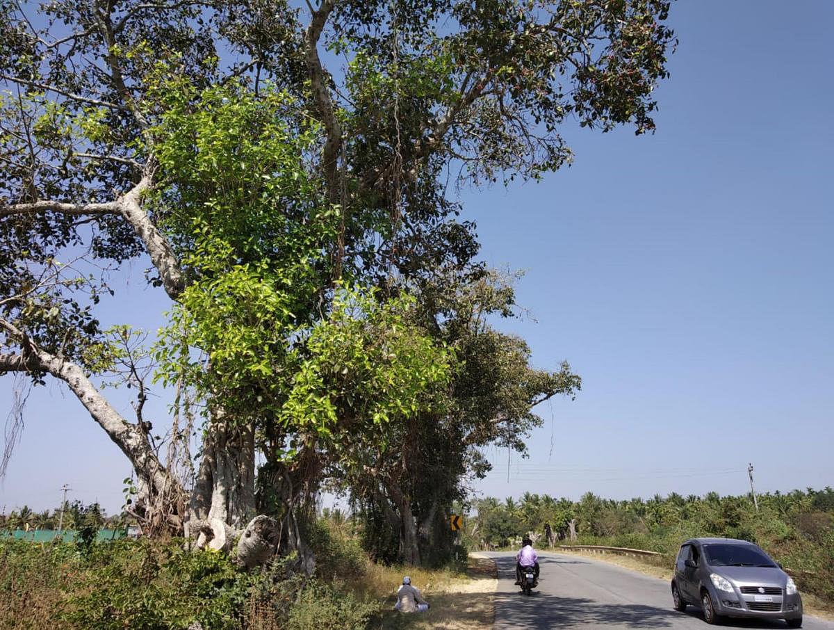 Trees on National Highway-206 passing through Bettadahalli in Terikere taluk in Chikkamagaluru.