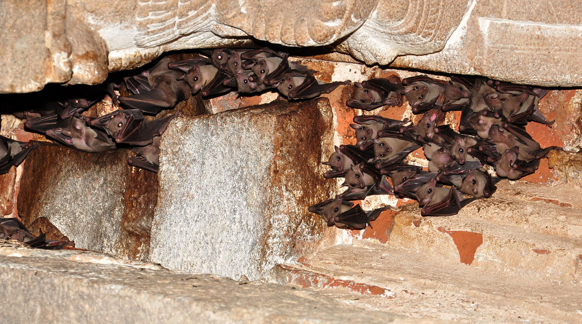 Fulvous Fruit Bat. Photos by author