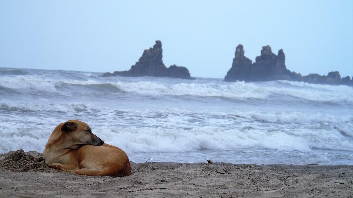 Strays have taken over Goa's Beaches amid lockdown (DH Photo)