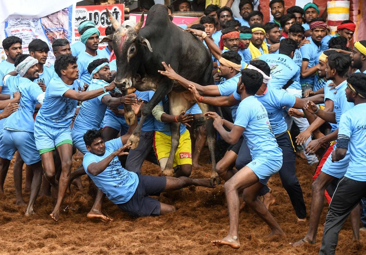 Indian participants try to control a bull at the annual bull taming event 'Jallikattu' in Palamedu village on the outskirts of Madurai in the southern state of Tamil Nadu on January 16, 2019. Credit: Reuters Photo