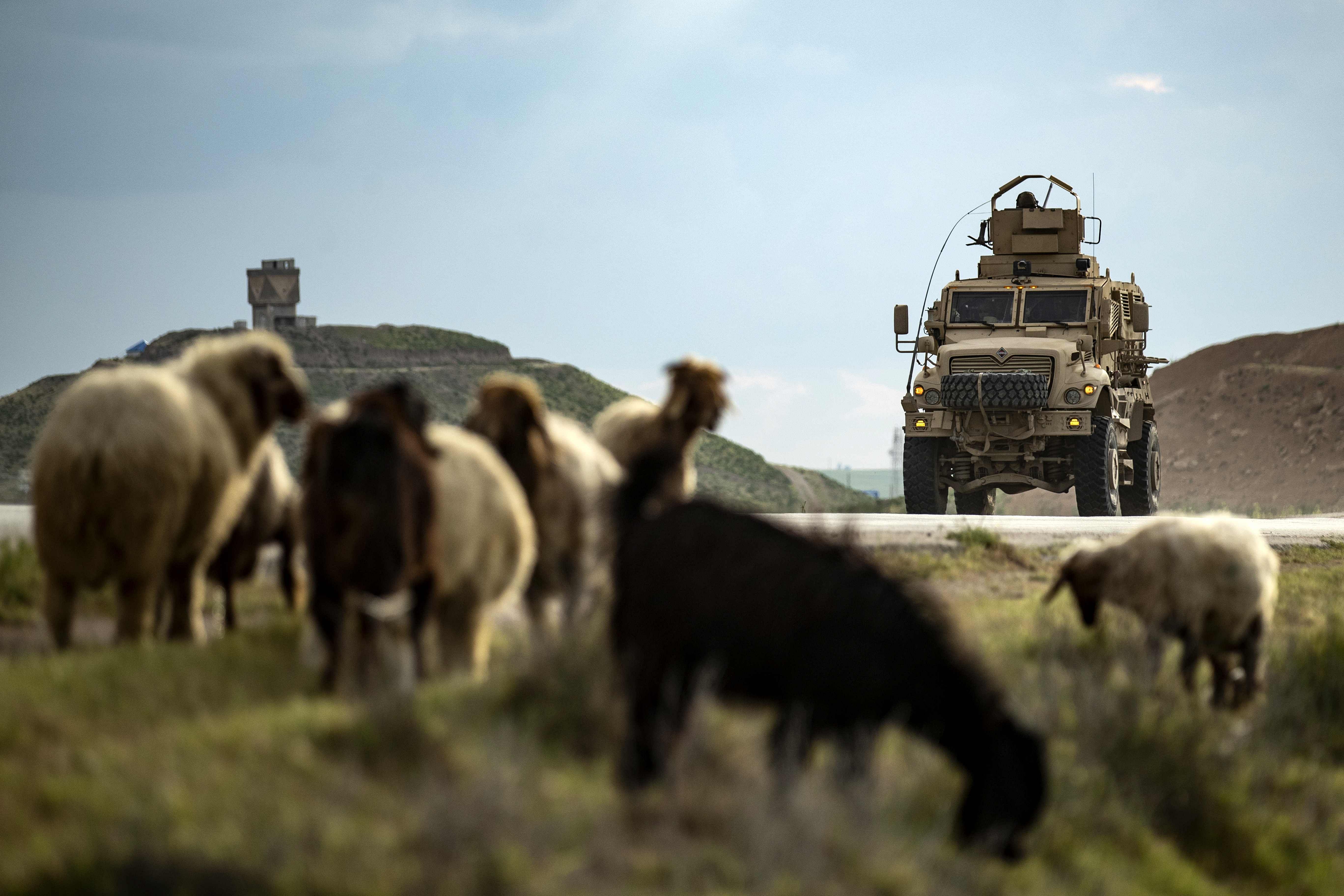 A US military vehicle advances past a herd of sheep/ Representative image (Credit: AFP)