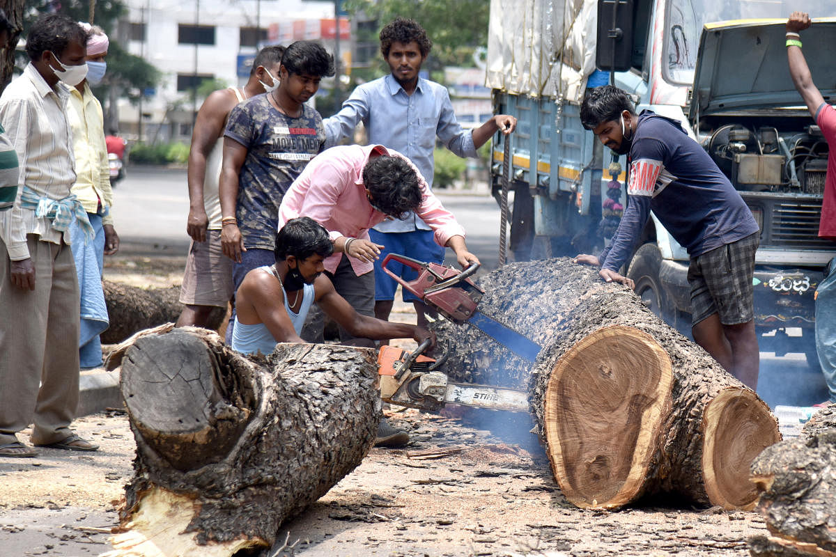 BBMP Forest department workers (Representative image/DH Photo)