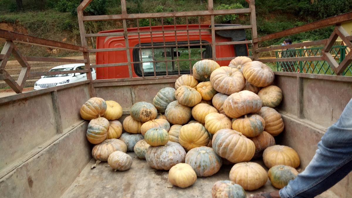 Sweet pumpkins directly purchased from farmers in Hassan district. DH Photo