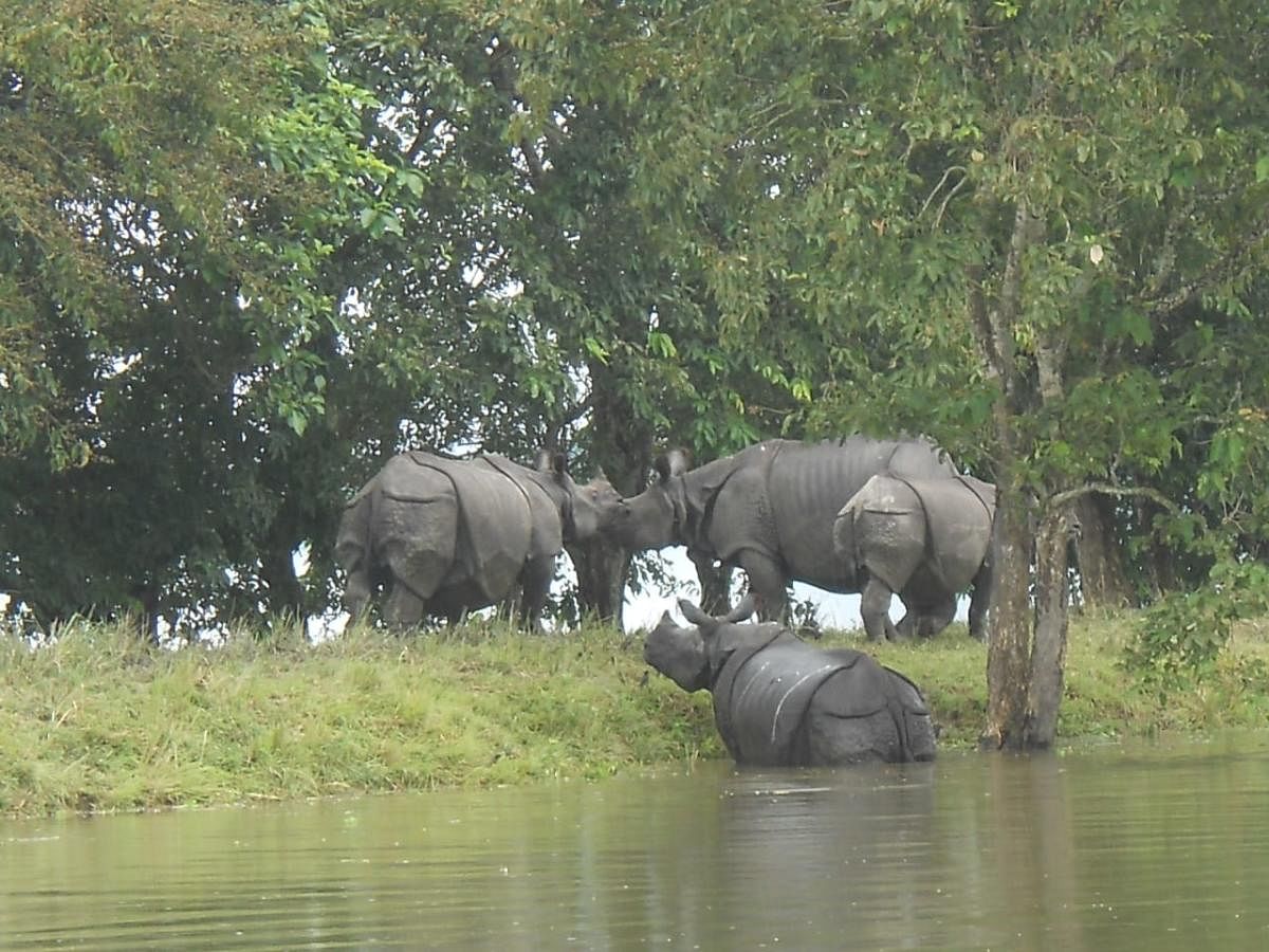Rhinos taking shelter in an artificial highland inside Kaziranga National Park in Assam. (Photo by Swapan Nath, Kaziranga)