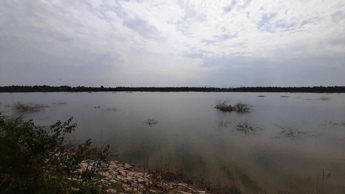 A view of M Kodihalli Kere in Kadur.