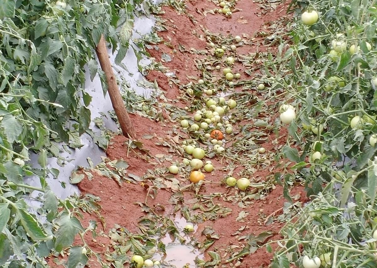  Tomatoes in a field have been damaged due to heavy rains in Kolar