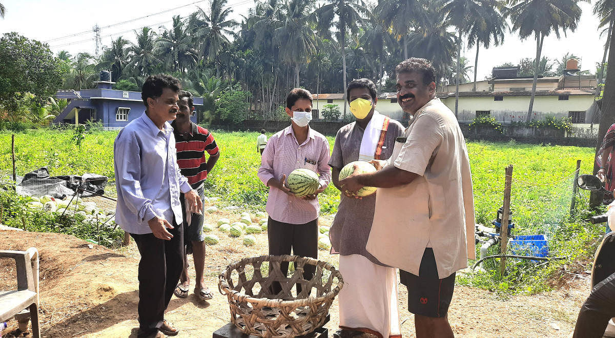 Raghu Madyasta selling watermelon on his farmland at Saligrama Parampalli.
