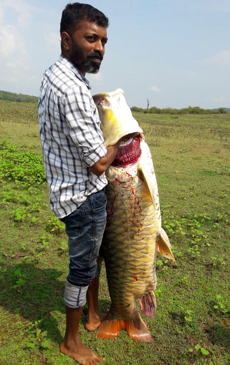 The huge Mahseer fish caught in the backwaters of Harangi. DH Photo