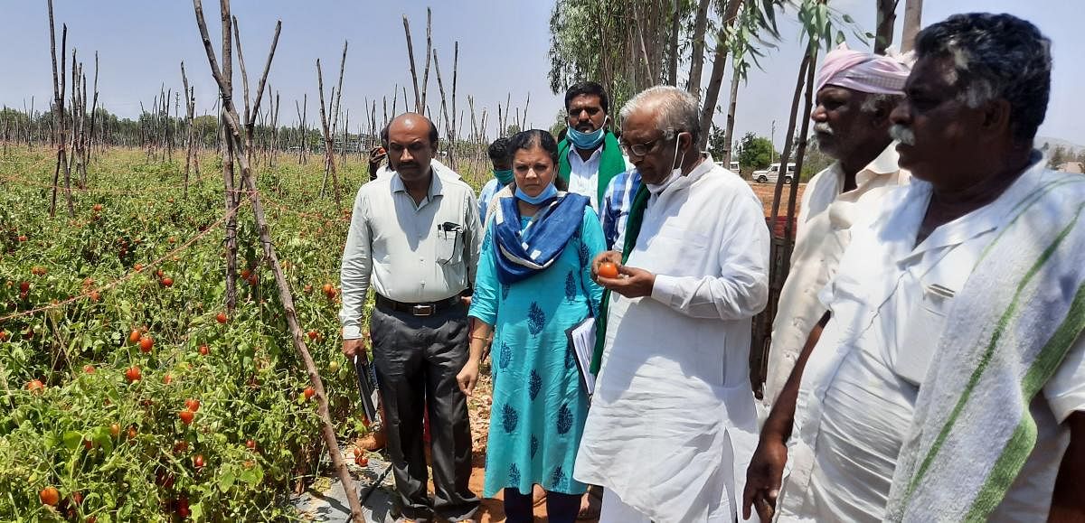 The Commission for Agricultural Costs & Prices president Hanumanagauda Belagurki inspects a field at Seesandra in Kolar taluk.