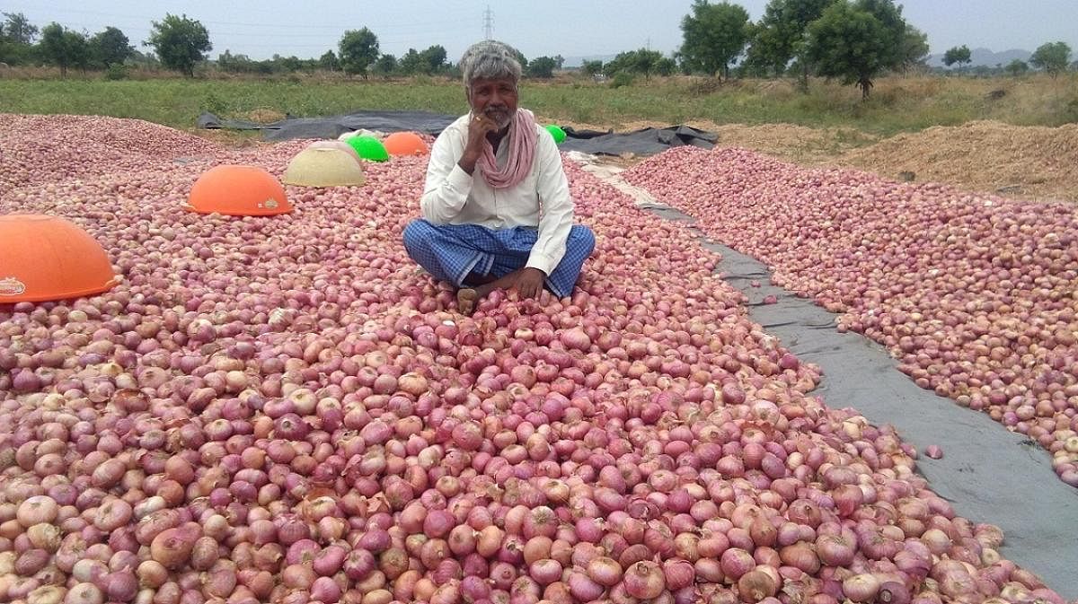 Unable to find market for his produce, a worried farmer sits on a pile of harvested onion in Dambal village of Gadag district. DH File Photo