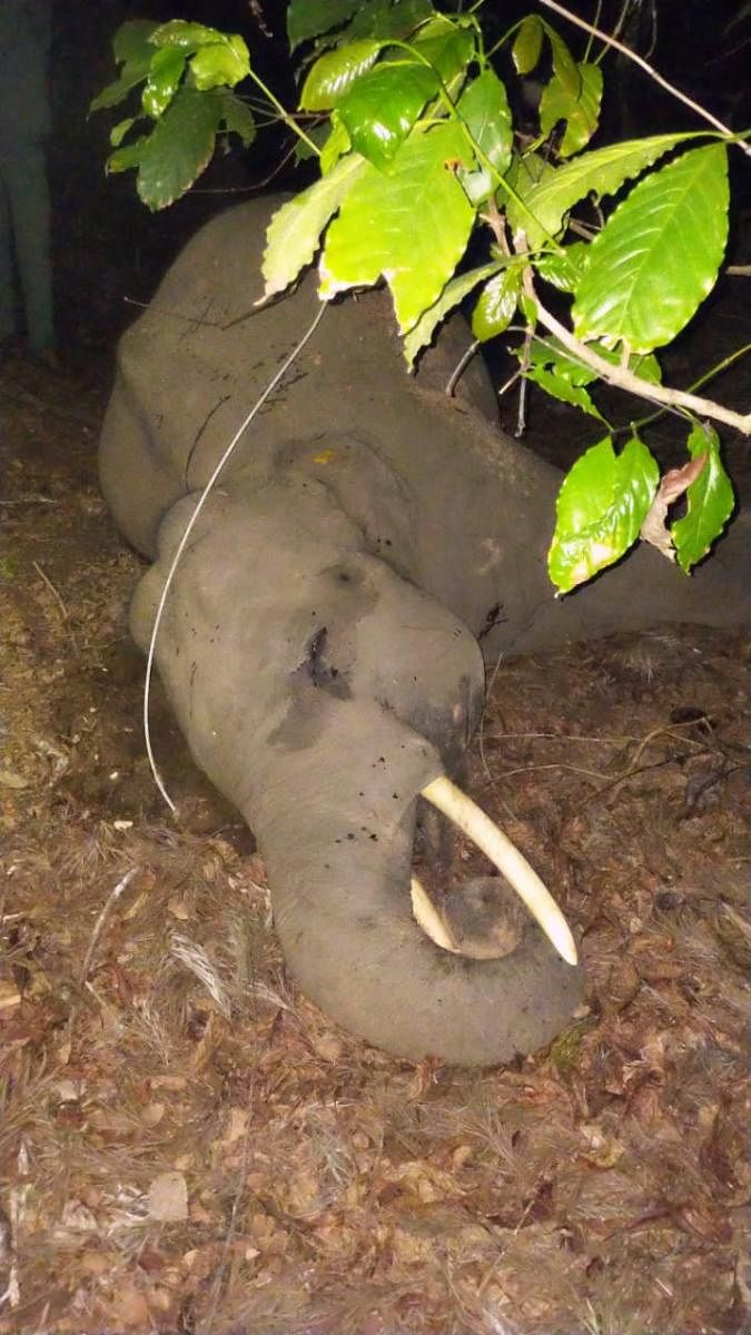 The wild elephant electrocuted in Siddapur on Thursday. DH Photo