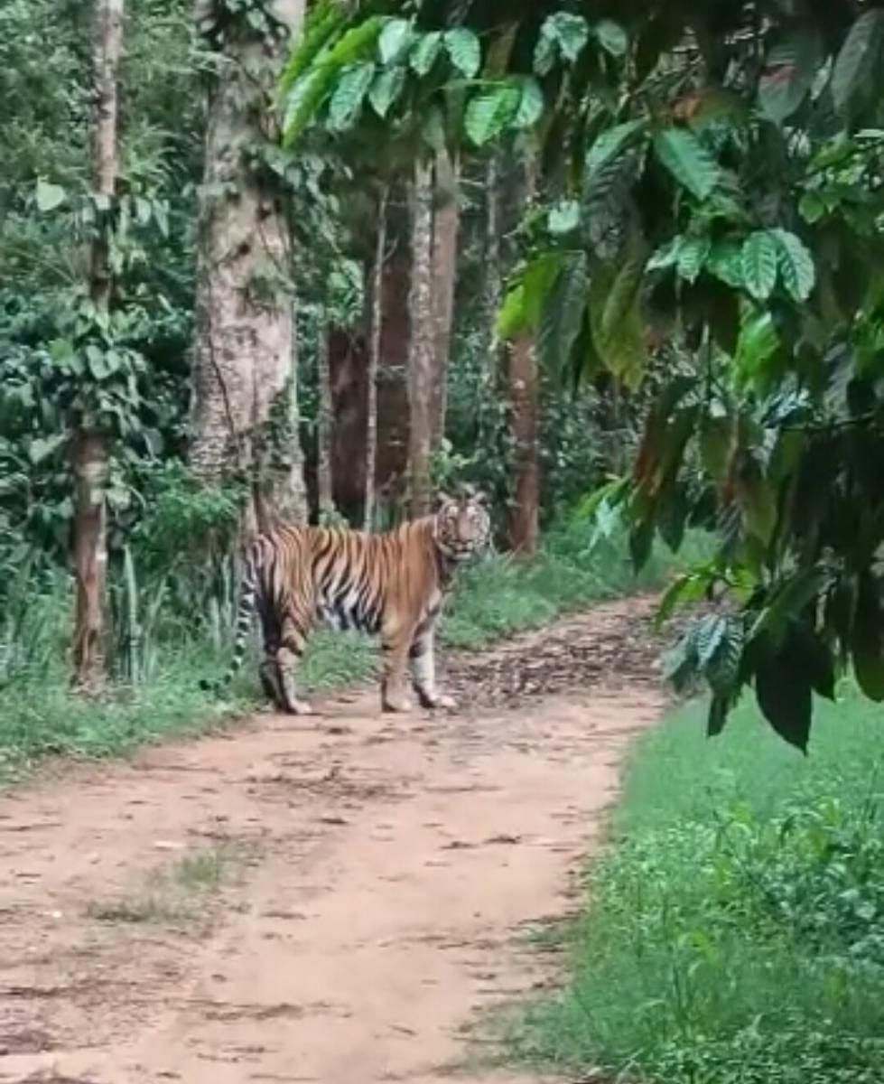 A tiger spotted on a road leading to a coffee plantation near Gonikoppa, on Saturday evening.