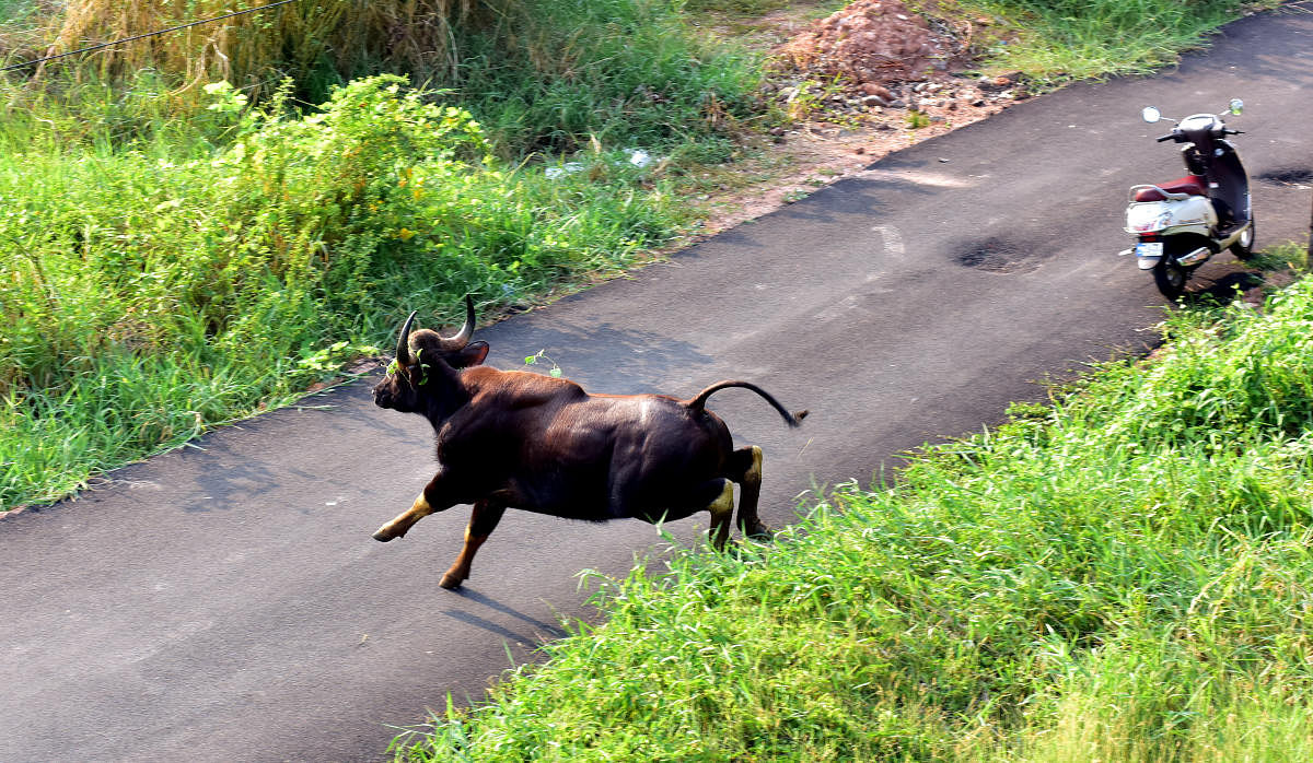 The Indian Gaur which strayed into Mangaluru city on Tuesday.