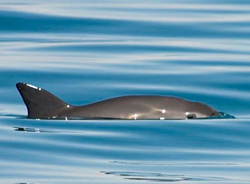 The little sea cow, or vaquita marina, faces extinction unless Mexico acts to restrict gill-net fishing. Photograph: Tom Jefferson//Mexican National Commission of Protected Natural Areas