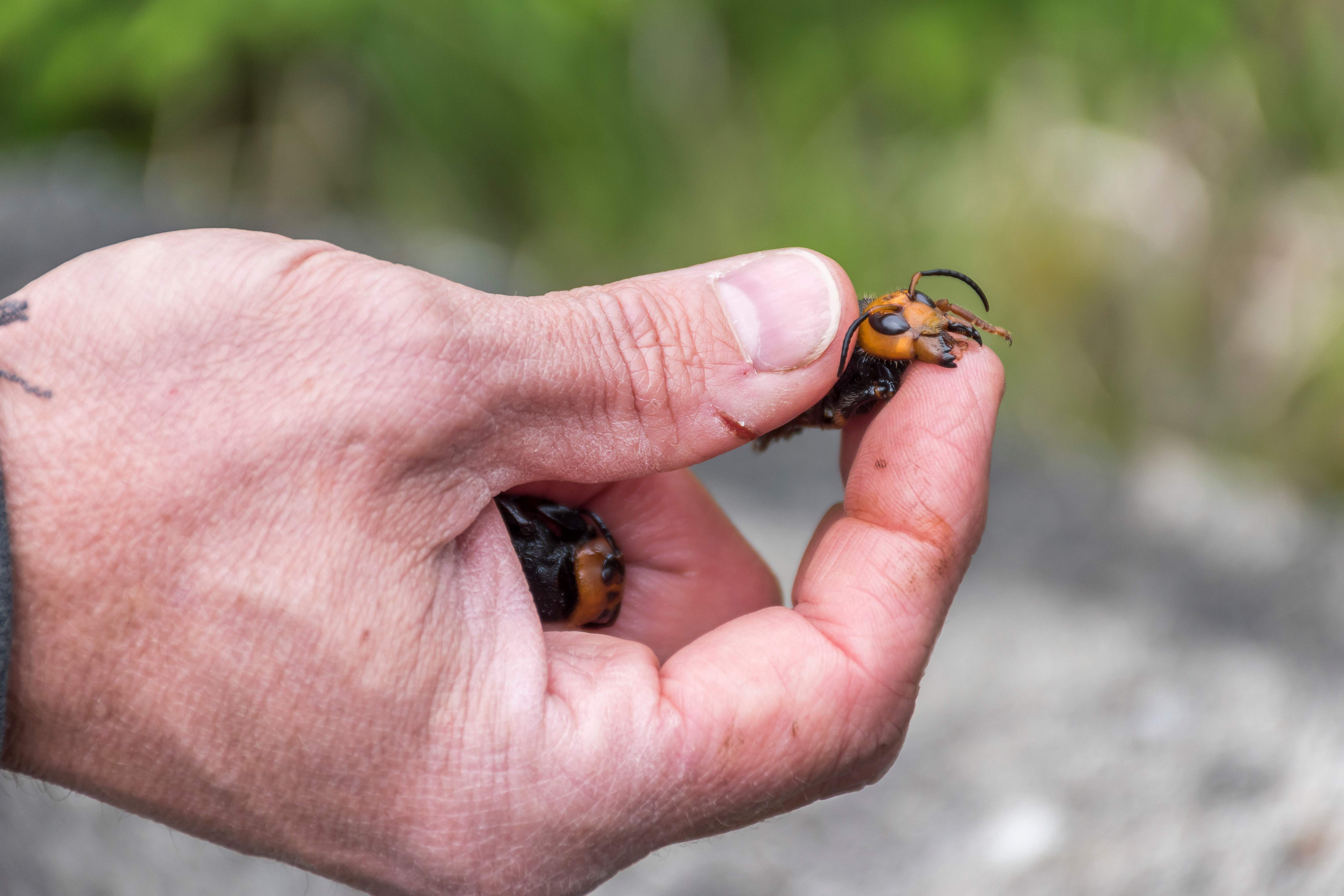 Washington State Department of Agriculture shows a close-up of the mandibles of an Asian giant hornet.. (AFP Photo)