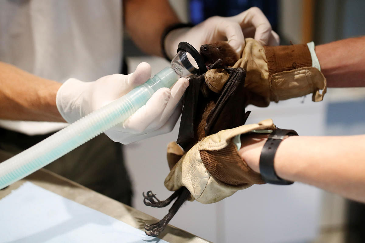 Zoo veterinarian Thierry Petit prepares a bat before to take a sample for research on the coronavirus  (Reuters Photo)