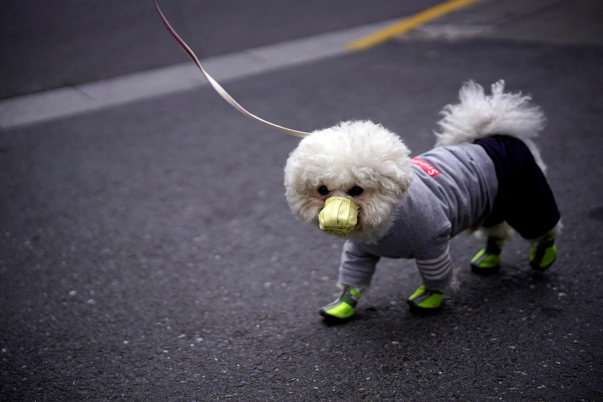 A dog wearing face mask is seen on a street as the country is hit by an outbreak of the novel coronavirus, in Shanghai, China . (Reuters Photo)