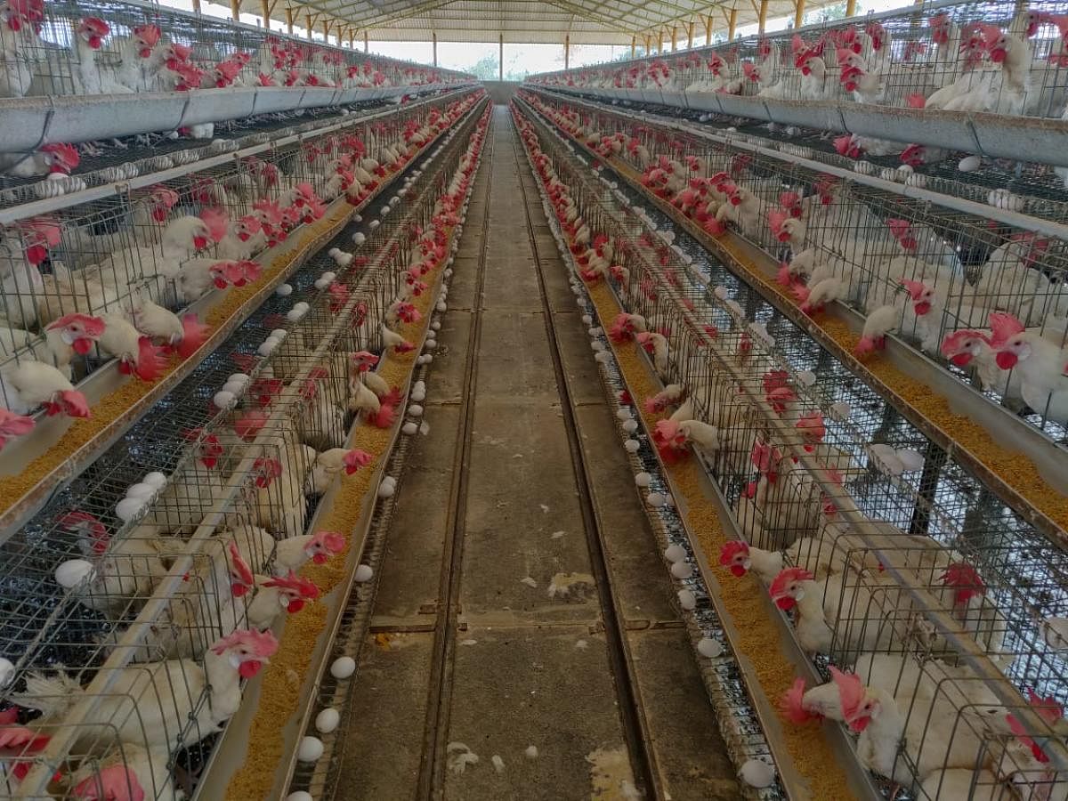 A poultry farm at Gudur in Hungund taluk of Bagalkot district. Disinformation about coronavirus on social media platforms has hit sales and prices of chicken and eggs, leaving poultry farmers worried in Bagalkot district. DH photo