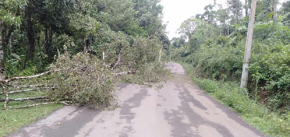 Tree branches fell on Bhagamandala-Napoklu Road, due to heavy rain and strong winds on Friday.