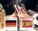 Octopus Paul sits on a box decorated with a Spanish and German flags and a shell inside on Tuesday at the Sea Life aquarium in Oberhausen, Western Germany.  AFP Photo