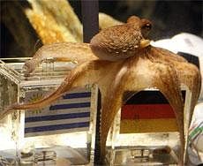 Octopus oracle Paul chooses mussels from glass tanks marked with German and Uruguayan flags in the SeaLife Aquarium in Oberhausen in Germany on Friday. AP