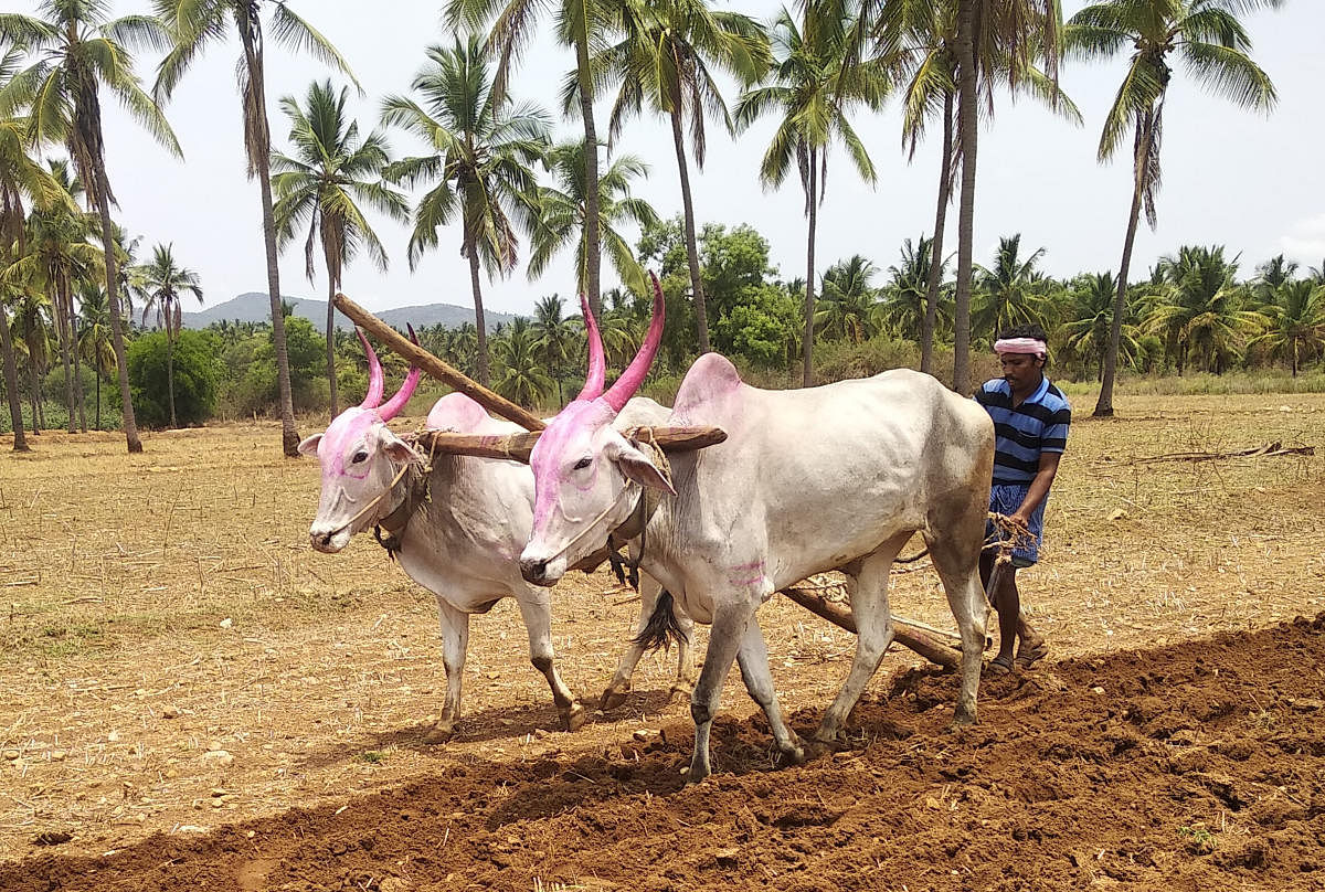 A farmer readies the land for farming in Shivani.