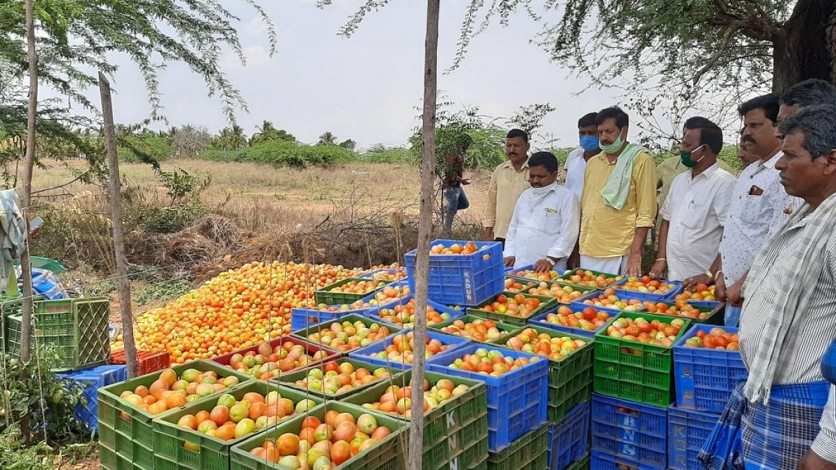 Former MLA Y S V Datta purchased tomatoes from a farmer at Gowdanakattehalli.