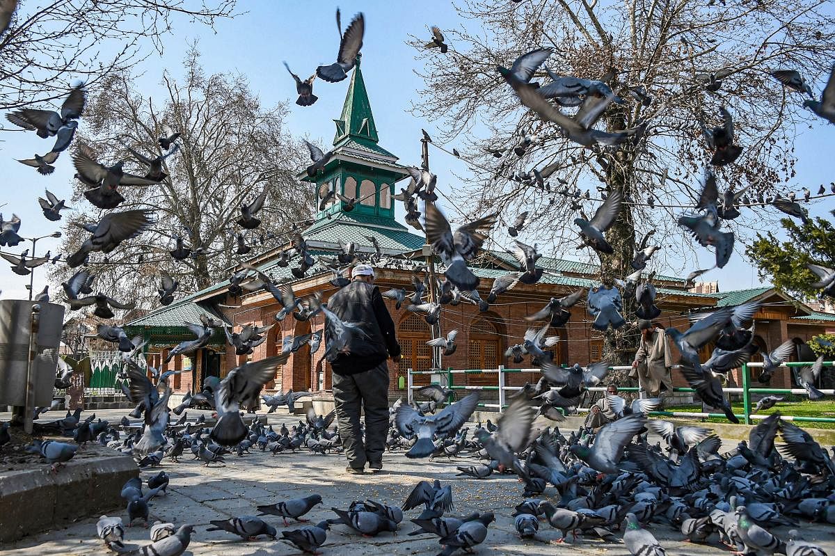 A man feeds pigeons at a shrine during restrictions in Srinagar, Friday, March 20, 2020. (PTI Photo)