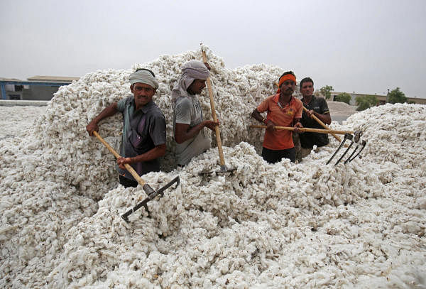 Employees unload cotton from a truck at a cotton processing unit in Kadi town, in the western Indian state of Gujarat. (Reuters photo)