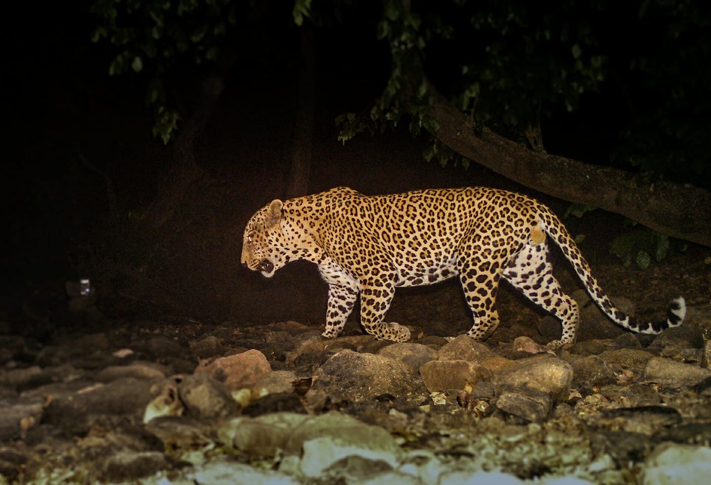 A leopard caught in the camera. (Photo: Facebook/@SanjayGandhiNationalPark)