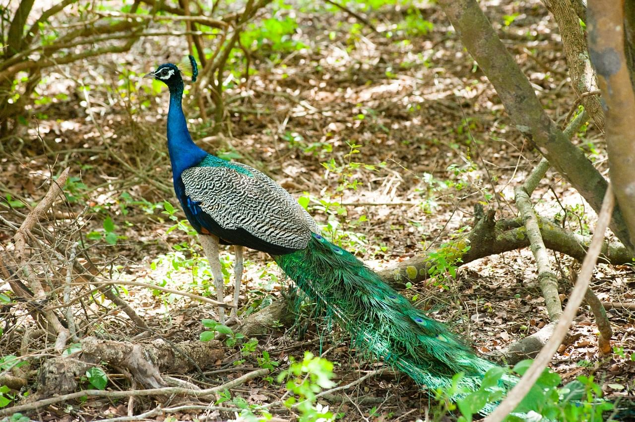 The peacock population at the Naigaon Peacock Sanctuary (NPS) in the drought-prone Beed district of Marathwada region of Maharashtra has soared northwards. (DH Photo)