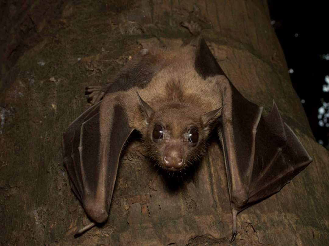 Greater Short-nosed Fruit Bat (Cynopterus sphinx) - Nilesh Mane