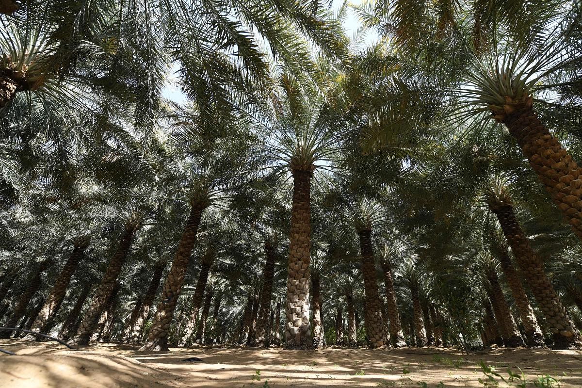 A picture shows palm trees in a field in the desert (AFP Photo)