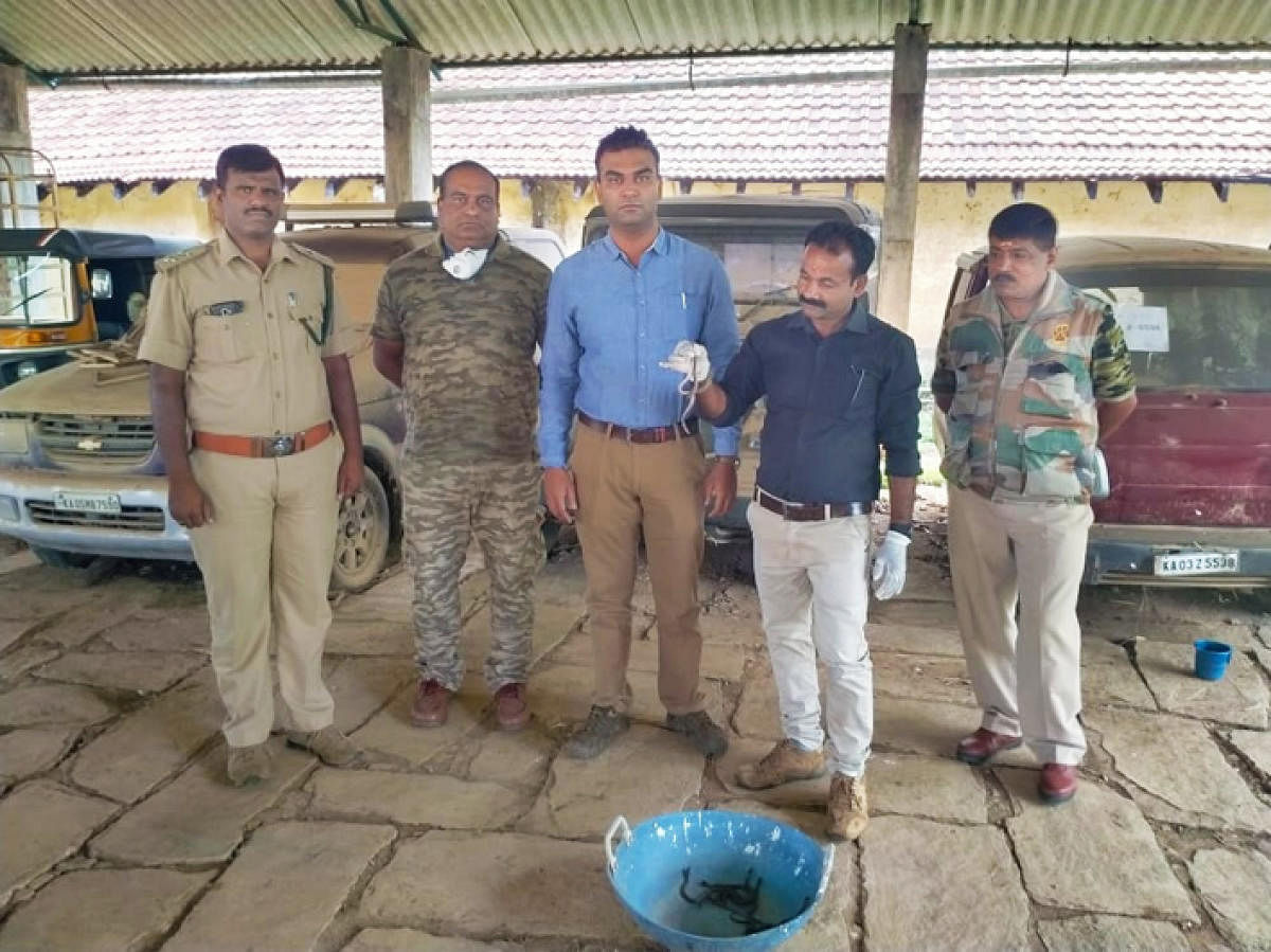 Snake Shaji (second from right) and the forest officials along with the cobra hatchlings at the Forest Training Centre in Gandhadakote.