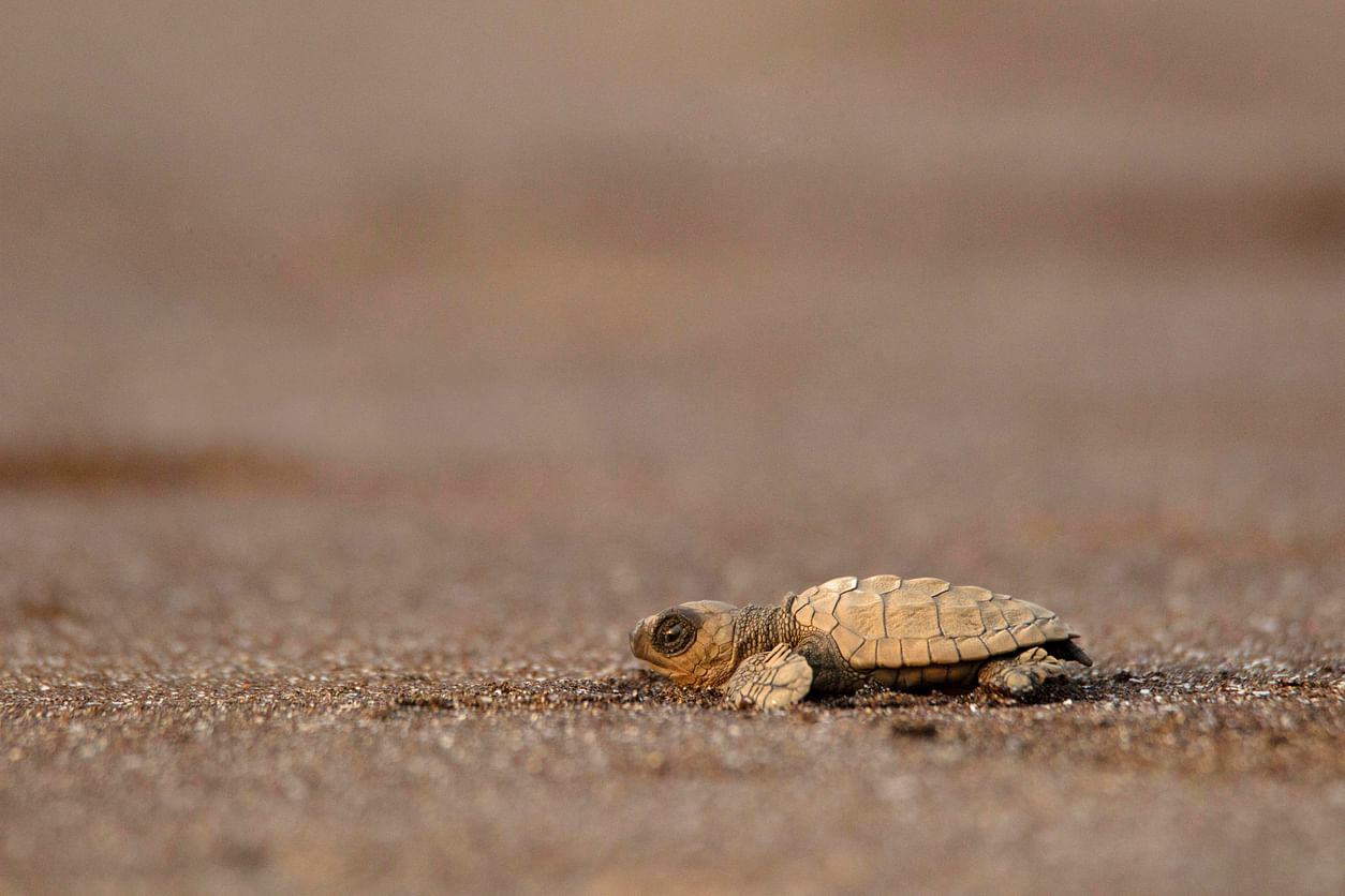 Olive Ridley turtle/ Representative image. (Credit: iStock)