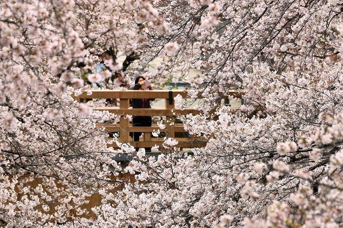 A woman takes pictures of the cherry blossoms in Tokyo on March 28, 2020, amid concerns of the COVID-19 coronavirus. (Photo by Kazuhiro NOGI / AFP)