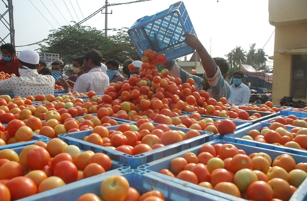 A farmers unloads tomatoes at Kolar APMC