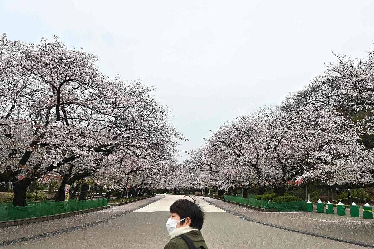 A visitor wearing a face mask, amid concerns of the spread of the COVID-19 coronavirus, stands in front of a closed cherry blossom viewing area at Ueno park in Tokyo on March 30, 2020. (Photo by Philip FONG / AFP)