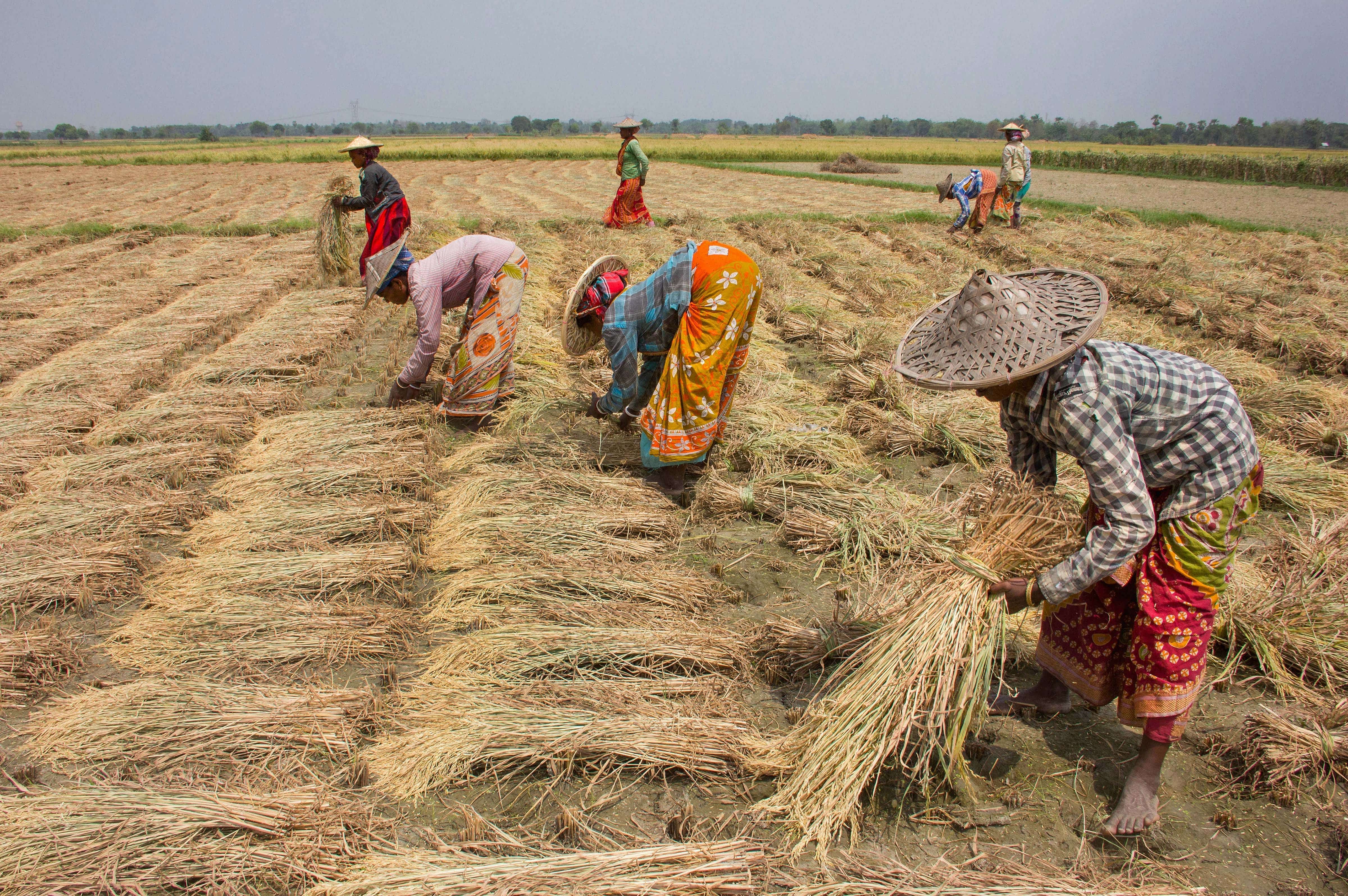 At the same time, the production of coarse cereals is estimated to be a record 47.54 million tonne as against 43.06 million tonne in the said period. (Credit: PTI Photo)