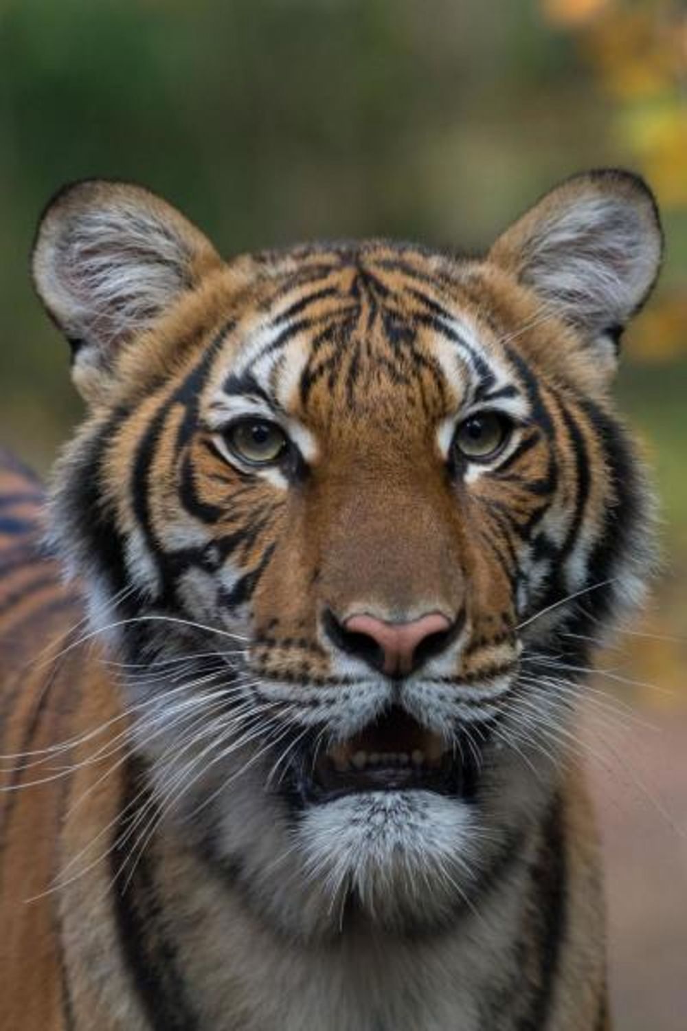 Malayan tiger Nadia who tested positive for Covid-19. - A tiger at New York's Bronx Zoo has tested positive for COVID-19, the institution said Sunday, and is believed to have contracted the virus from a caretaker who was asymptomatic at the time. (AFP Image)