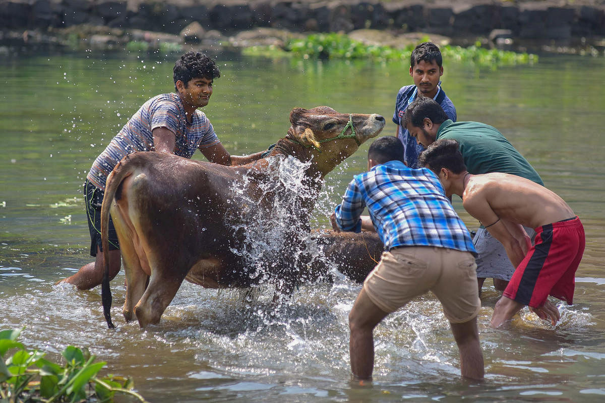 Locals bathe a cow on the first day of Assamese festival 'Bihu'. (PTI Photo)