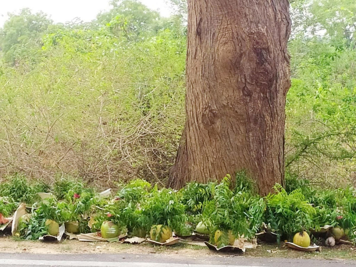 Empty coconut shells with neem sticking out of them placed under neem trees to ward off Coronavirus in Chikkanayakanahalli. DH Photo.