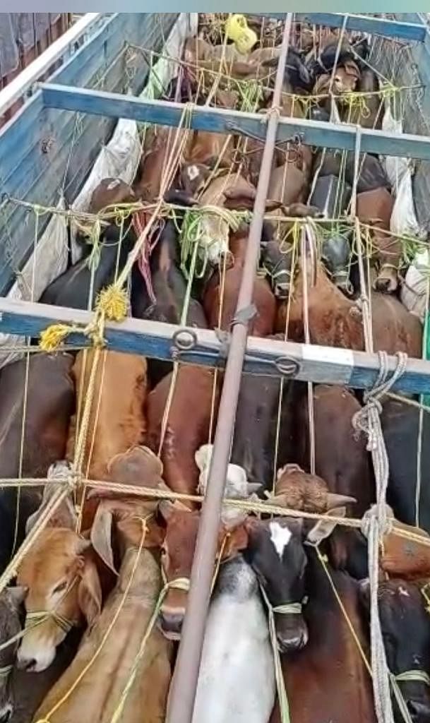The cattle seized in Rangiya in Assam on February 25. (DH photo) 